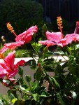 Blossom to the Sun
