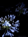 Blue Midnight