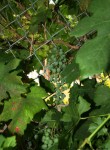 Vineyard