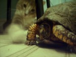 Turtle and Puss