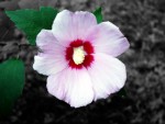 simple beauty