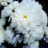 White Flowers1