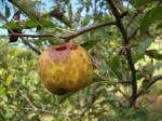 Apple...?