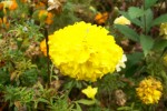 Puff Ball Flower