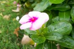 Pink Flower