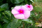 2 Pink Flowers