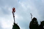 Reaching For The Sky