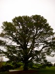 The Party Tree (LOTR)