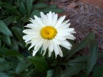 Daisy