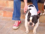 doggie and converse