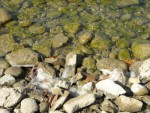 lake water.