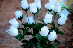 white roses