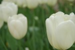 tulip