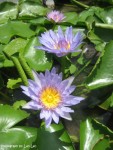 Purple Prettys