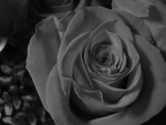 Black and white bloom