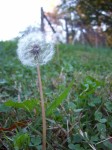 More Dandelions