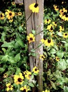 Woodpost flowers
