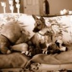 Stella Looking Anglical