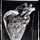 HEART.jpg