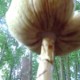 My Mushroom Tree